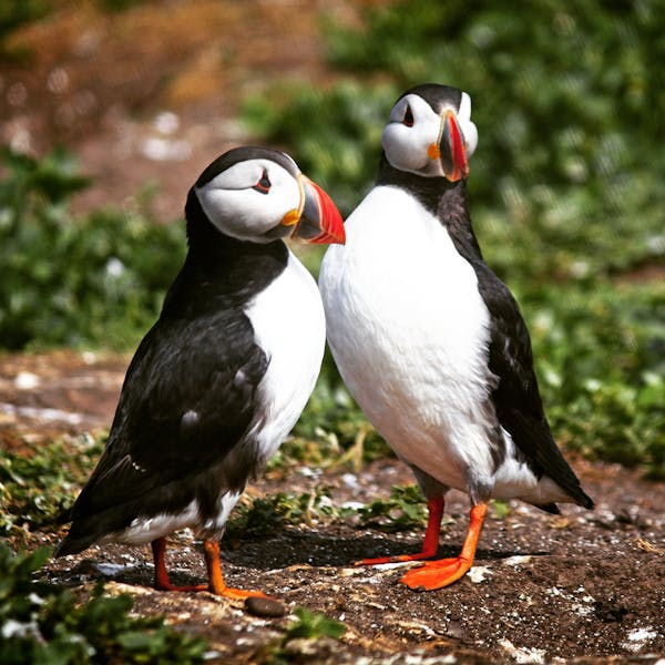 Puffin population declared ‘stable’ on the Farne Islands as results of