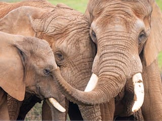 New night-time footage captures elephants sleeping