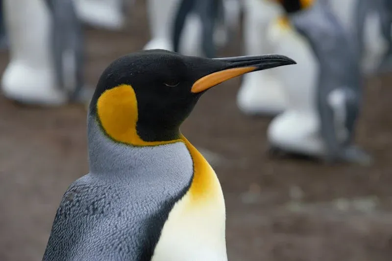 Penguin in wedding surprise for bride
