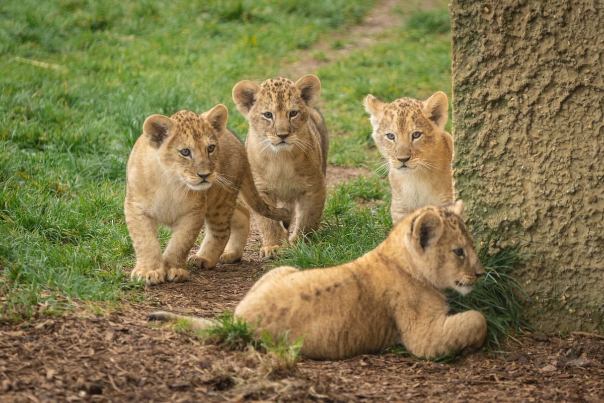 Fur-st Time Out