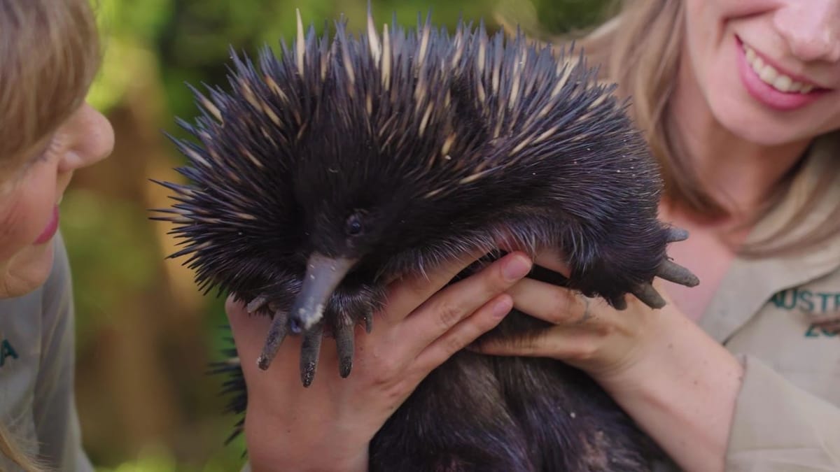 Successful Rescue and Release: Cocoa the Echidna Returns to the Wild!