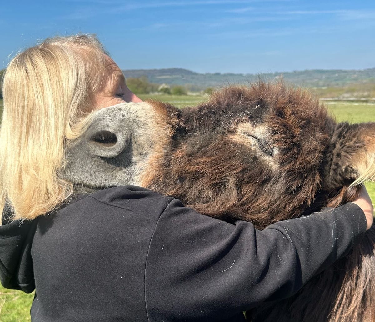 Rehomed Donkeys Help Mend a Broken Heart
