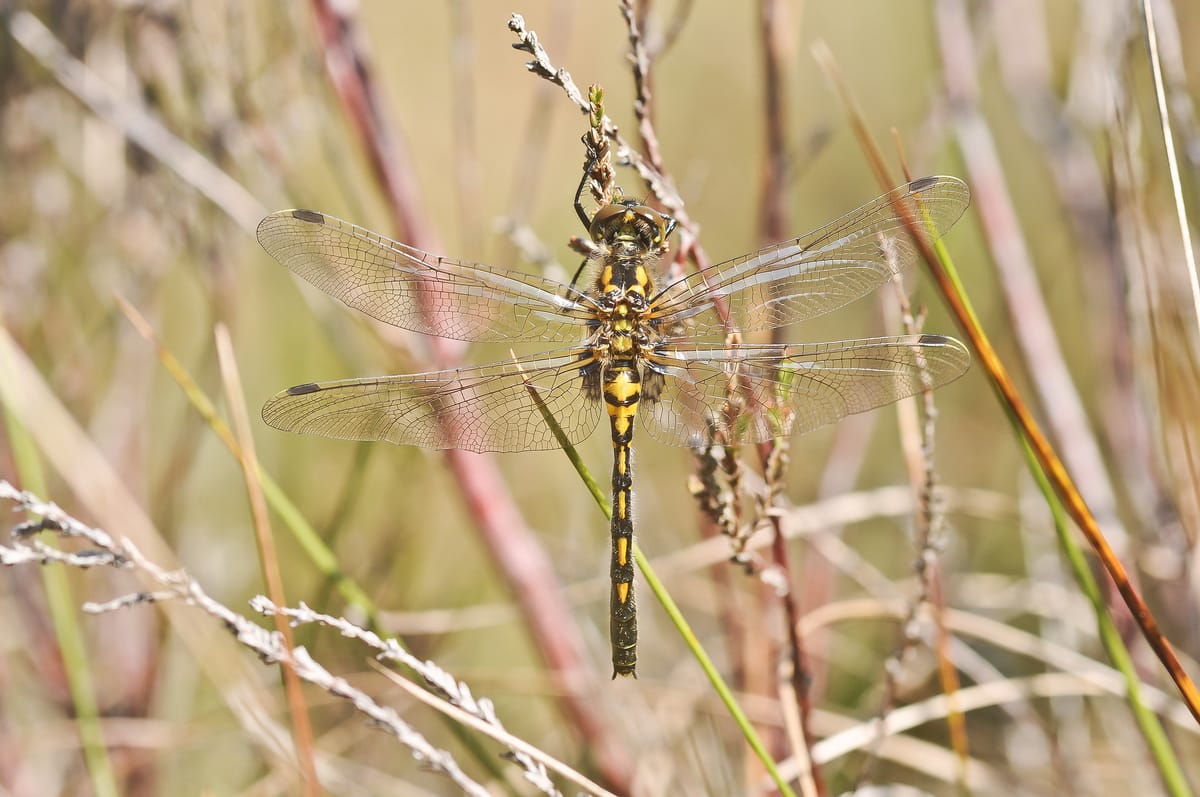 Rare Dragonfly Introduced into a Hidden Corner of Cumbria