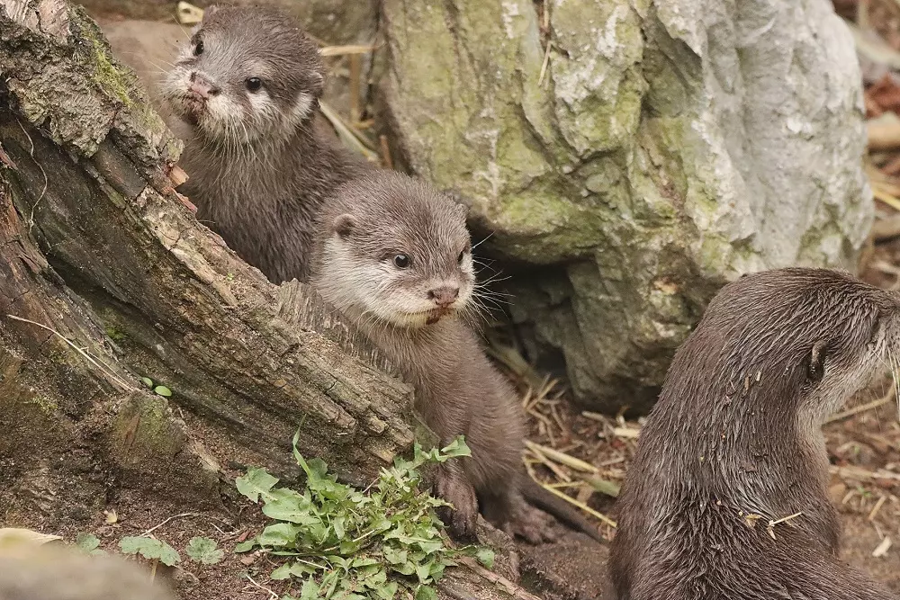 3-Month-Old Otter Pups Beat The Heat With Their First Swims