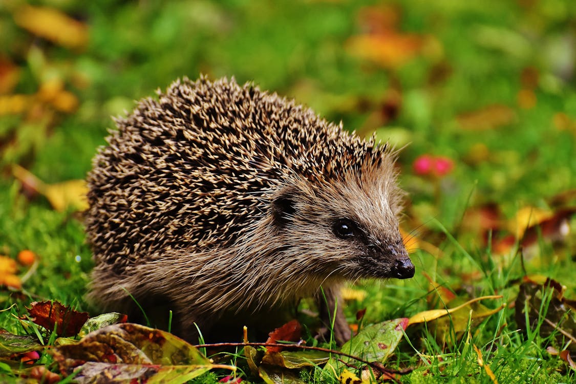 From Hedgehogs to Bees: Simple Ways to Help Wildlife Beat the Heat