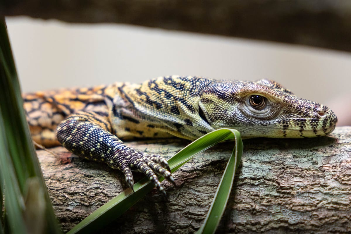 Crikey! Australia Zoo achieves groundbreaking success in breeding Komodo dragons!