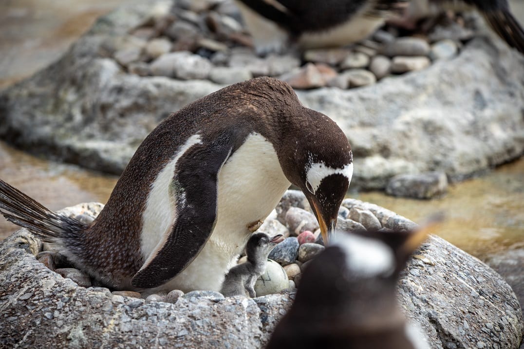 Gentoo Penguin Chicks Hatch at Edinburgh Zoo