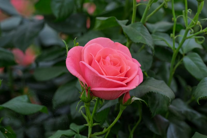 The RHS Announces ‘Catherine’s Rose’ to Celebrate The Princess of Wales’ Work to Highlight Healing Power of Nature