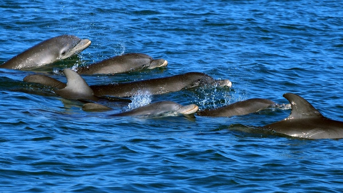Researchers Awarded for Identifying First Evidence of Possible Language-Like Communication in Dolphins