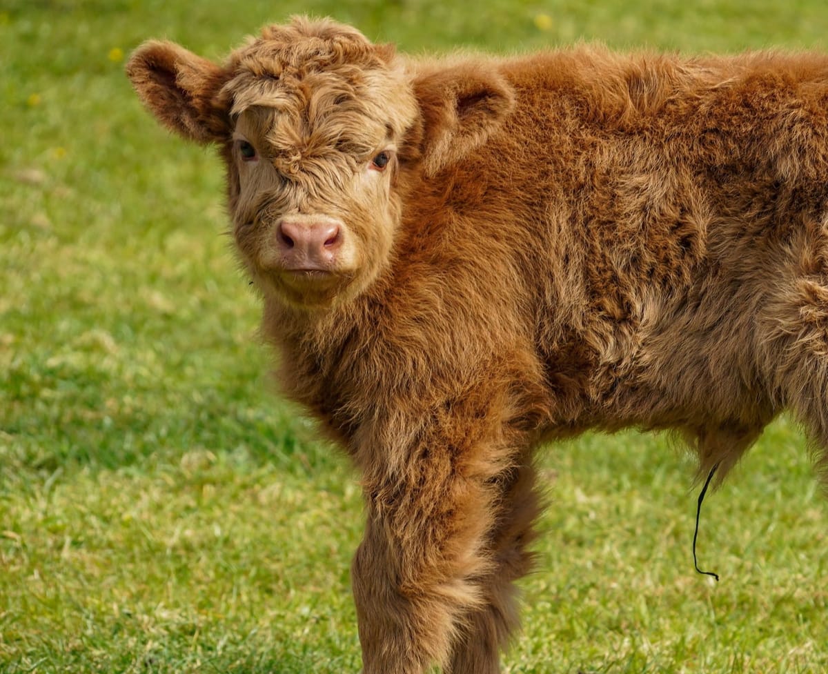 Name That Calf! Noah’s Ark Celebrates Birth of Highland Cow