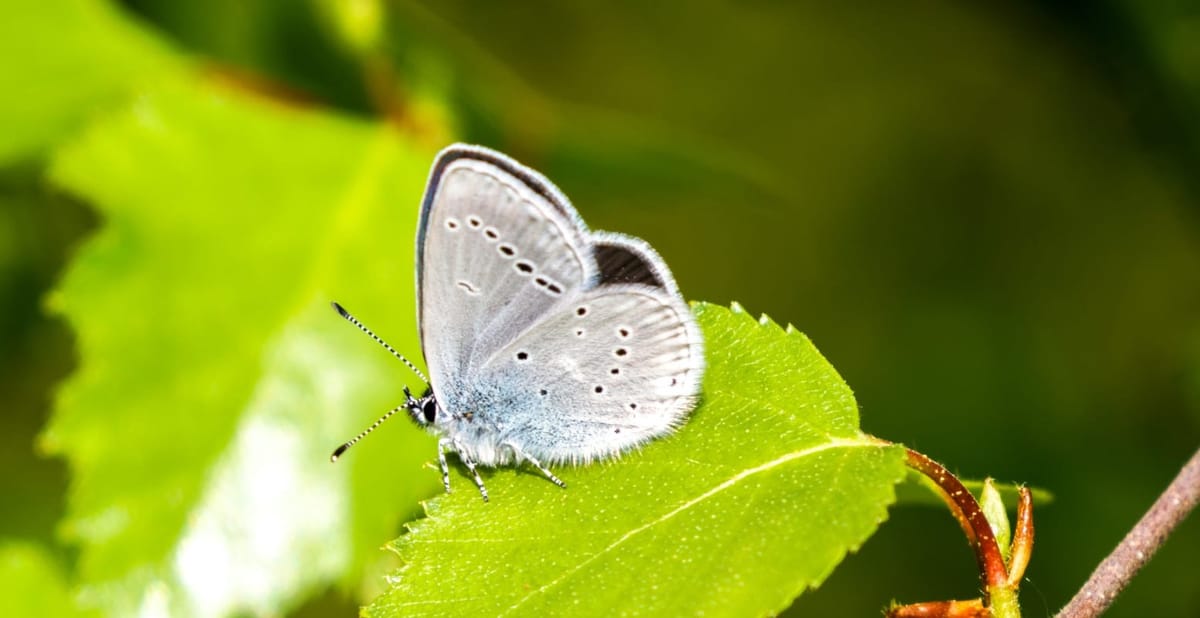 Numbers of one of Scotland's Fastest-Declining Butterflies have Exploded Following Warm Spring Weather.