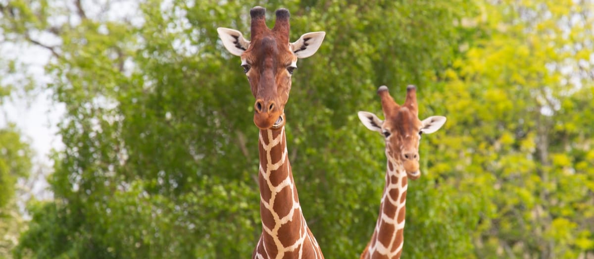 Bristol Charity Scoops Prestigious National Awards for Global Conservation Work