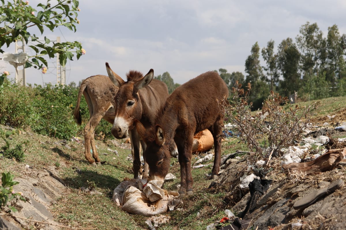 Pioneering Study Aims to Protect Ethiopia’s Donkeys from Plastic Pollution