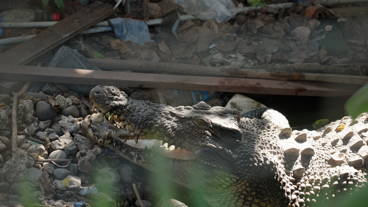 Major International Rescue Effort: Australia Zoo Rescues Two Crocodiles in the Solomon Islands