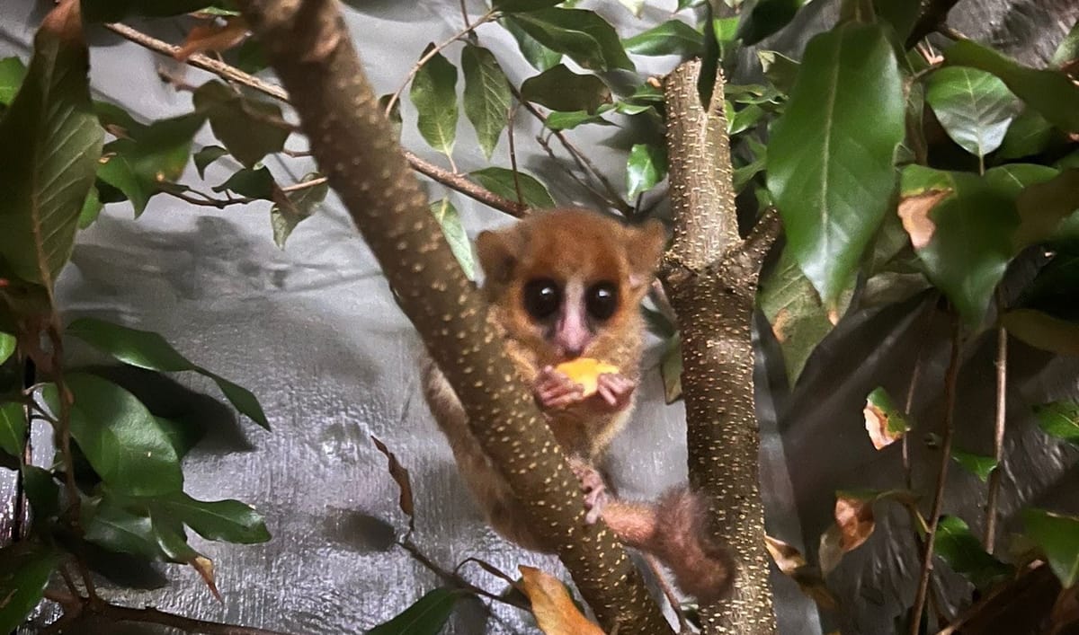 Shaldon Wildlife Trust Becomes First UK Zoo to Care for Rare Mouse Lemur