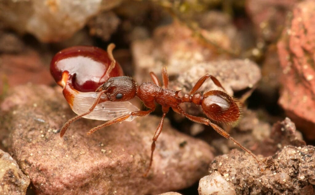 How Ants Actively Protect Themselves Against Dehydration