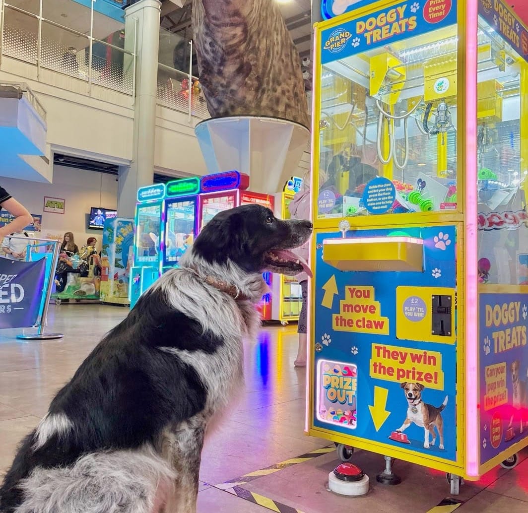 The Grand Pier Goes Mutts — Dogs Now Welcome Fur-ever!