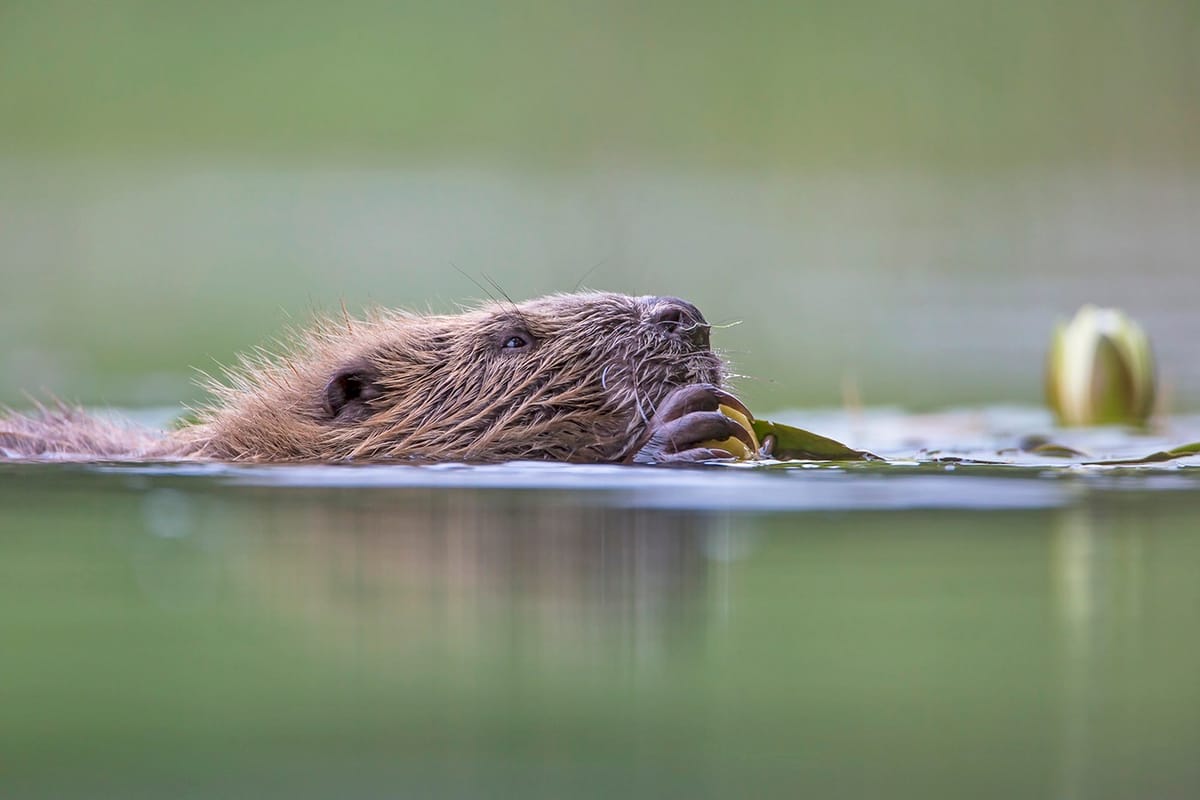 Licence Granted for Historic Return of Beavers to Glen Affric