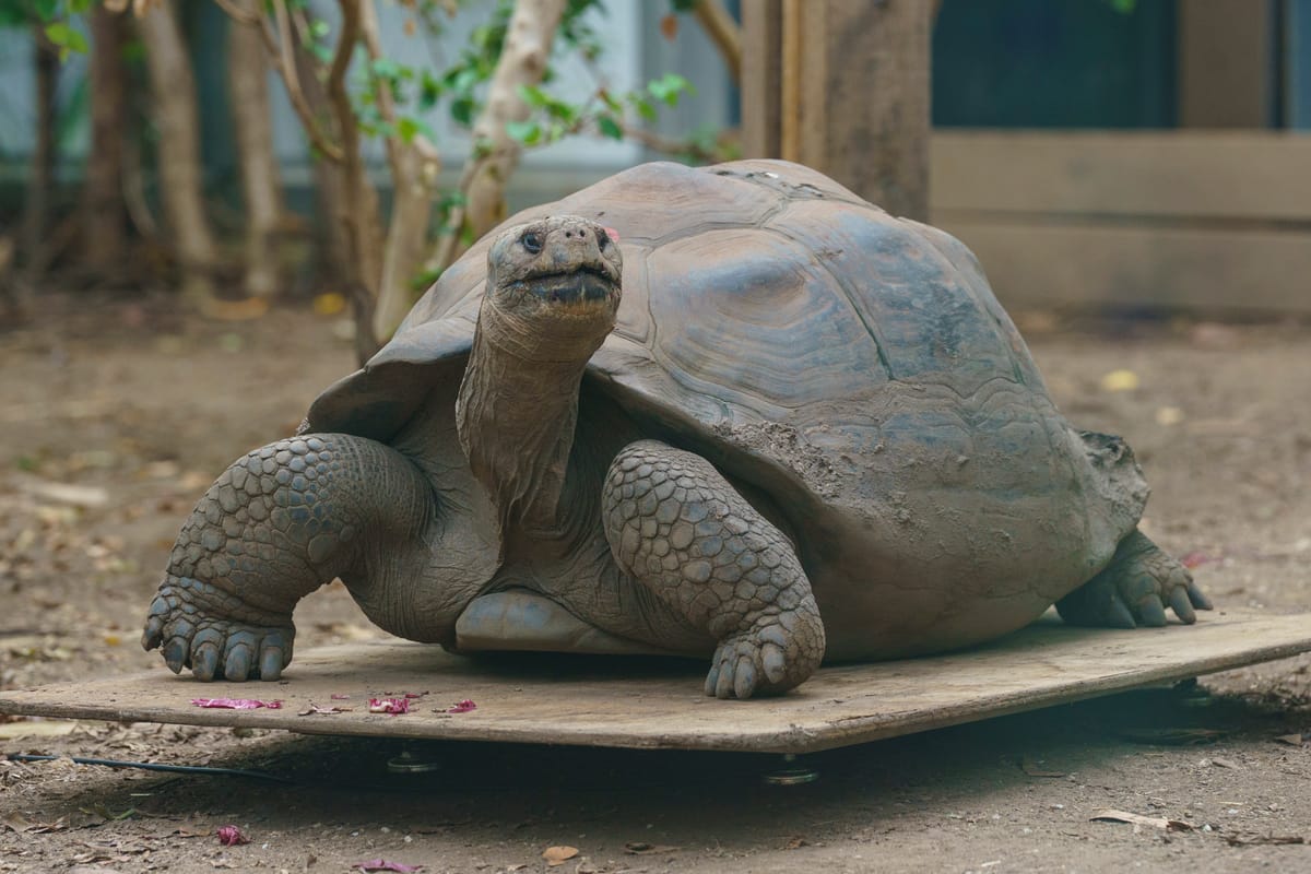 Scales, Snails and Capybaras: London Zoo’s Annual Weigh-In Gets Wild