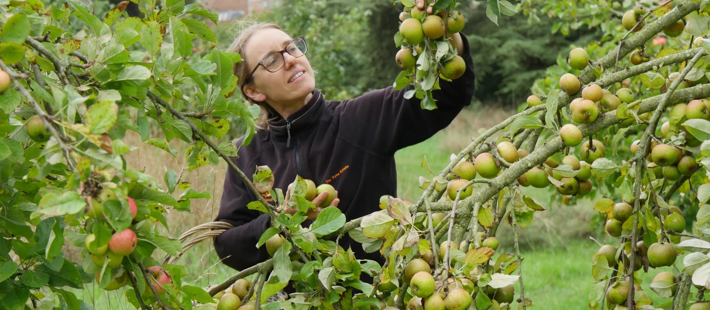 Bumper Crops of Apples and Pumpkins at National Trust Gardens Despite Drought and Record-Breaking Hot Summer