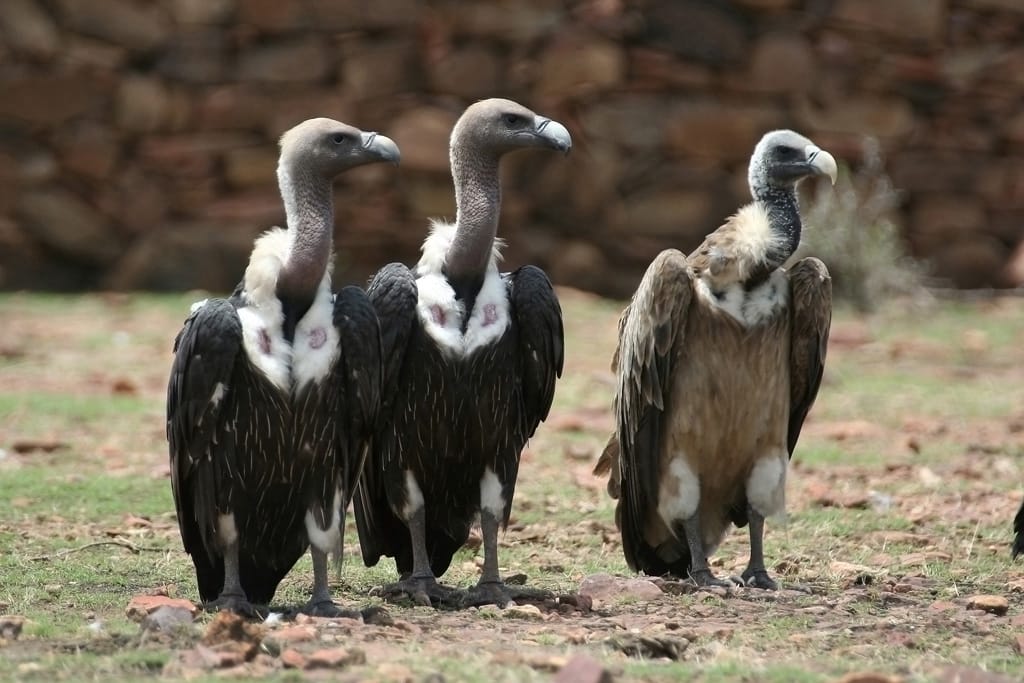 Cow Retirement Homes Help Save Nepal’s Vanishing Vultures