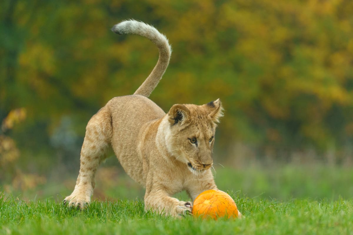Animals Enjoy Hair-Raising Halloween Treats at Whipsnade Zoo