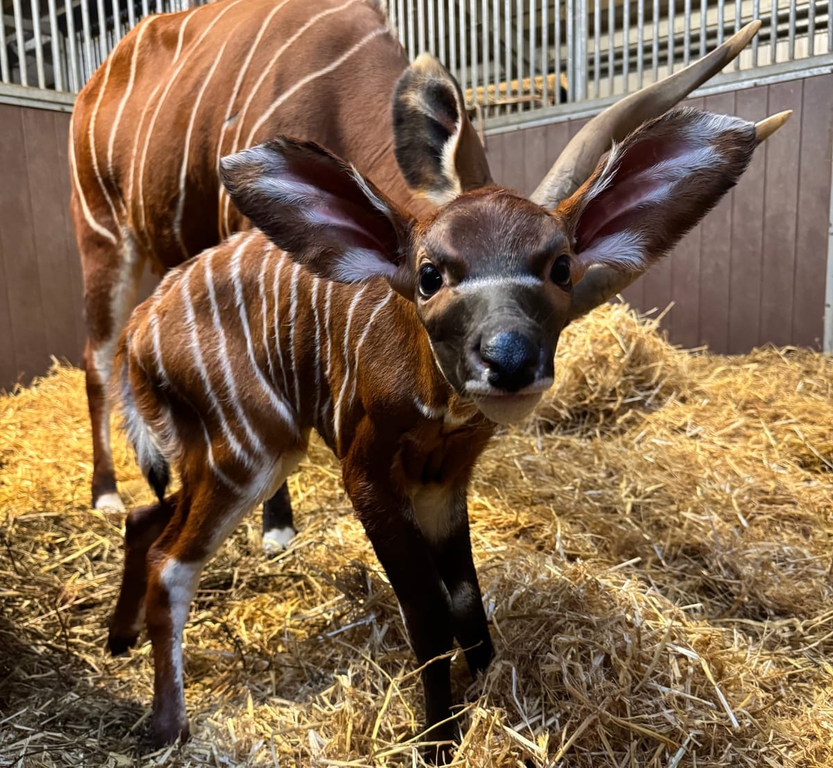 Hope in Stripes: Rare Female Mountain Bongo Calf Born at Woburn Safari Park After a Decade