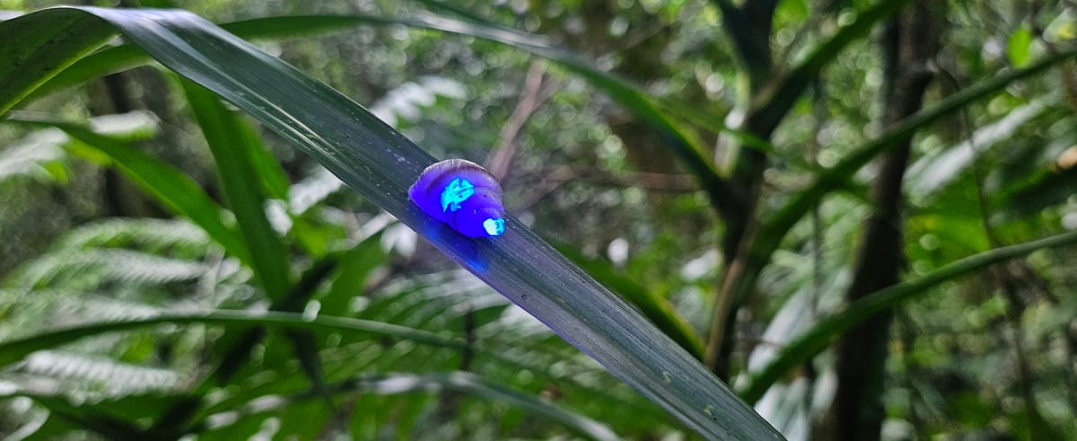Over  7,000 ‘Glow-in-the-Dark' Snails Return to Island Homes