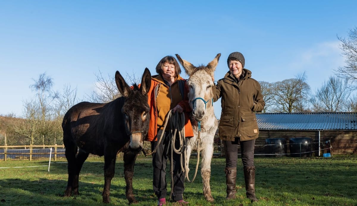 Donkeys From Major Rescue Safe in New Homes For Christmas