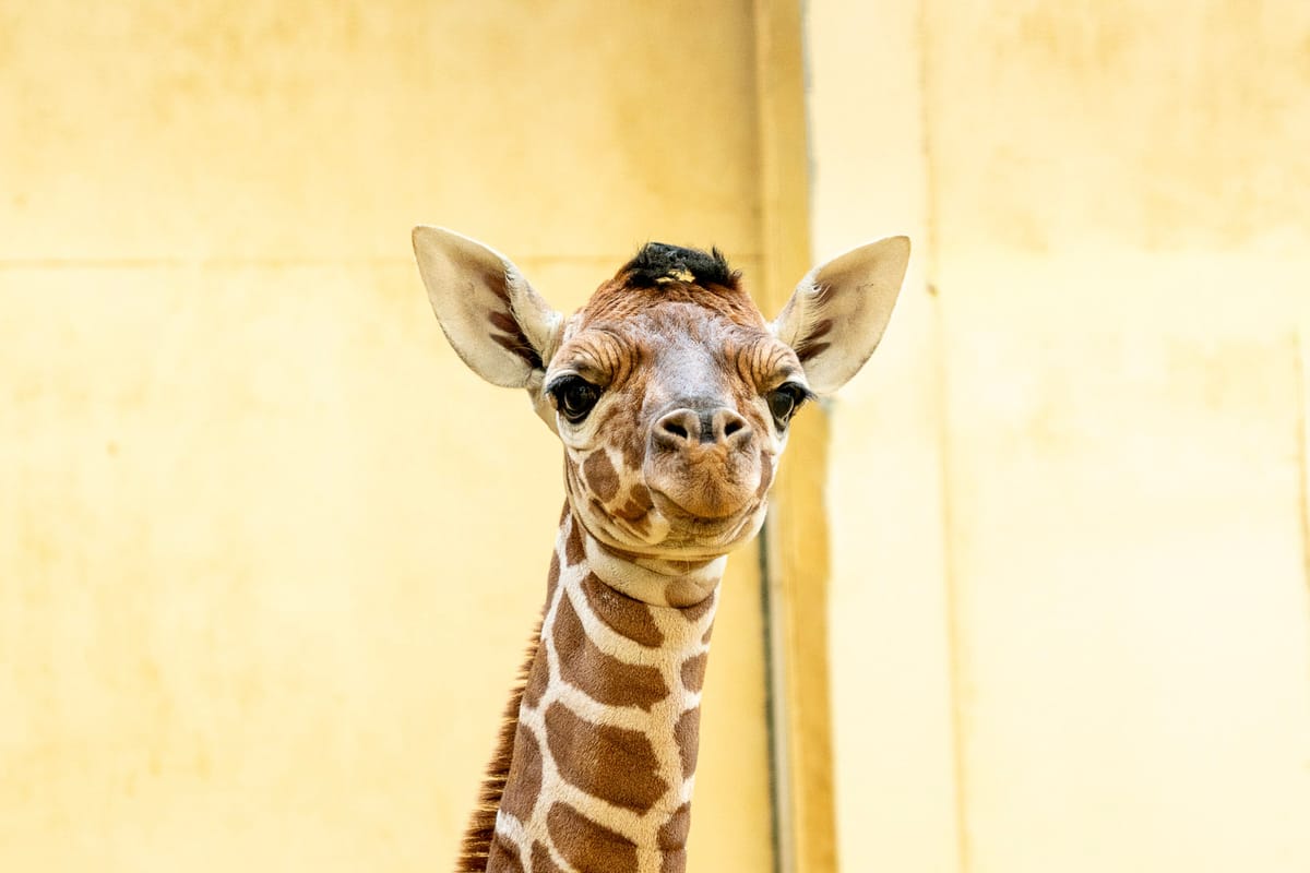 Giraffe Born Under the Leonids: Luna Welcomes a Starry-Eyed Calf at Whipsnade Zoo