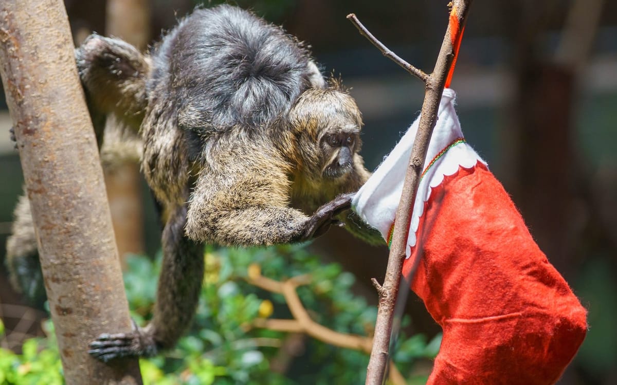 From Gorilla Sacks to Monkey Stockings: Christmas Comes to London Zoo