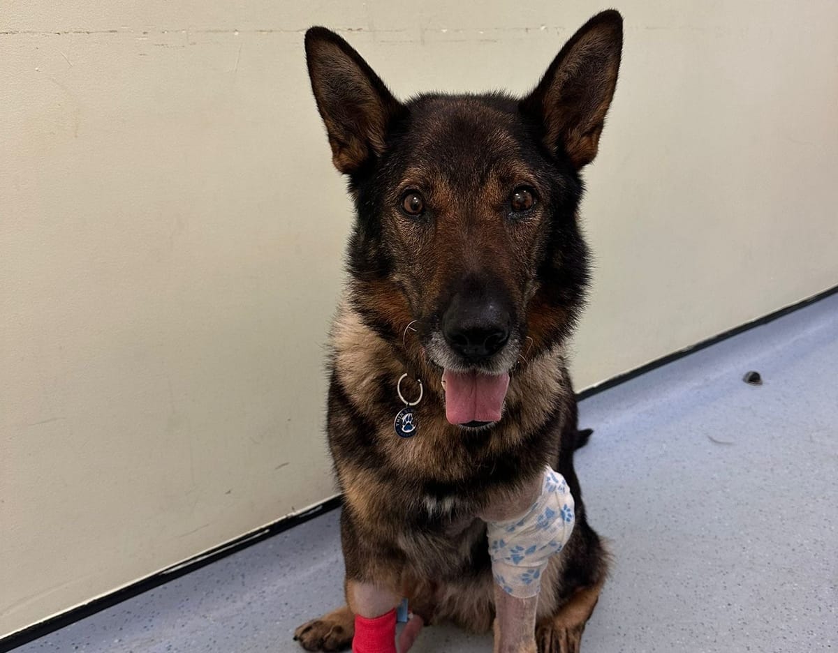 Back on the Beat at Home: Retired Police Dog Riley Gets a Life-Saving Second Chance
