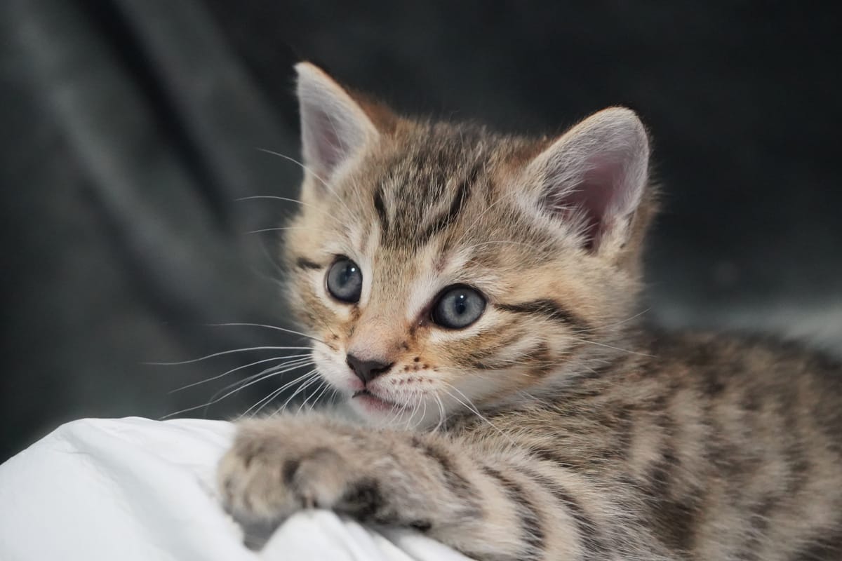 Purr-fect Partnership: London Charities Rescue Kittens in Time for Christmas