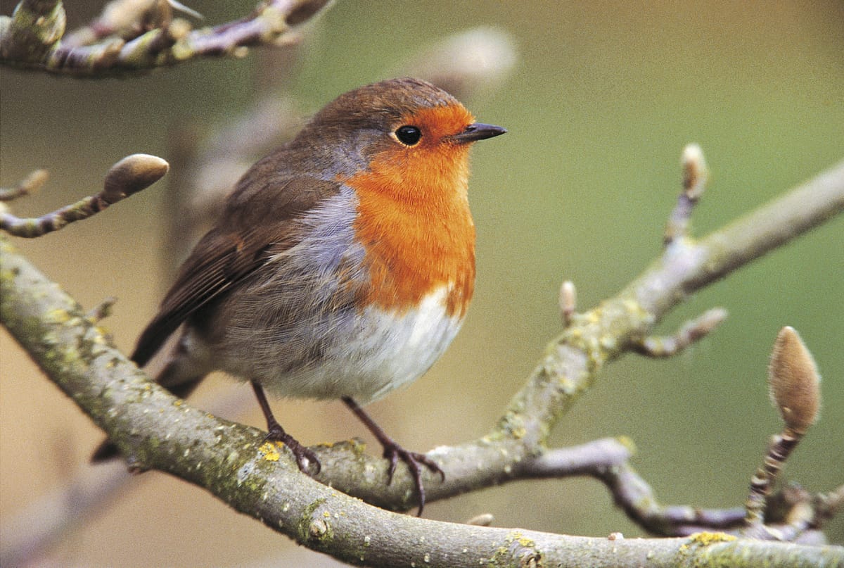Big Garden Birdwatch Takes Place This Week as Cold Weather Brings Migratory Birds to UK Gardens