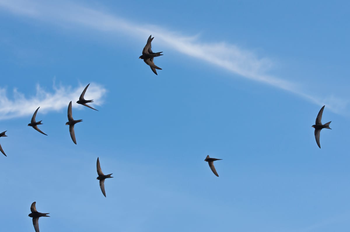 Scotland Becomes First UK Nation to Protect Swifts in Law