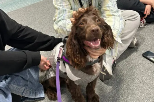 Therapy Dog Bonnie Follows Brother’s Paw-steps to Support Teesside Students