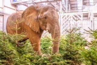 4,000 Recycled Festive Firs Fuel Fun for Animals at Noah's Ark Zoo Farm