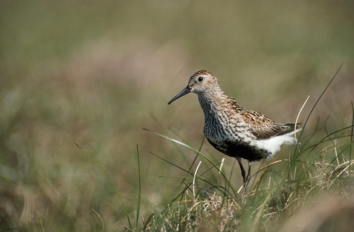 Hope for Dunlin as Rare Wading Birds Found Breeding in Pennines