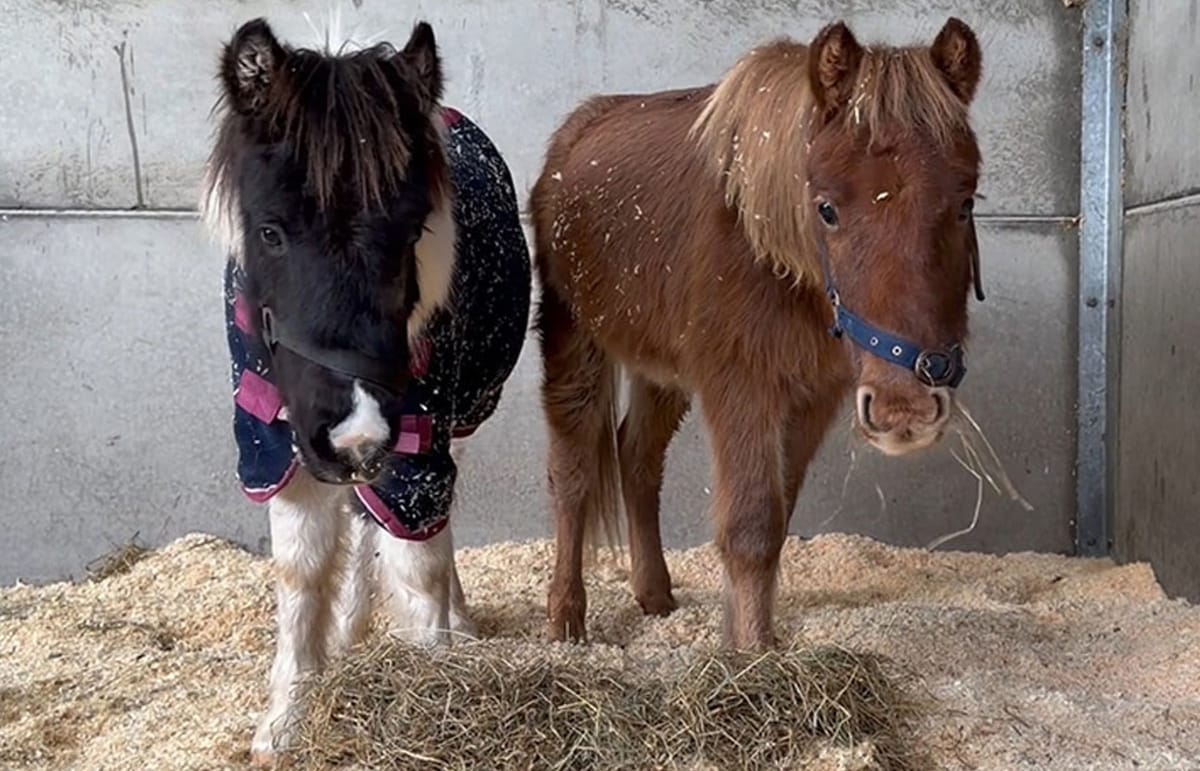 Tiny Ponies Buddy and Bauble Make Remarkable Recovery