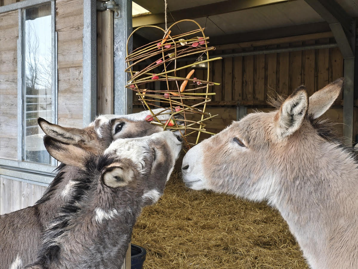 Love is in the Air for Sidmouth Donkeys This Valentine’s
