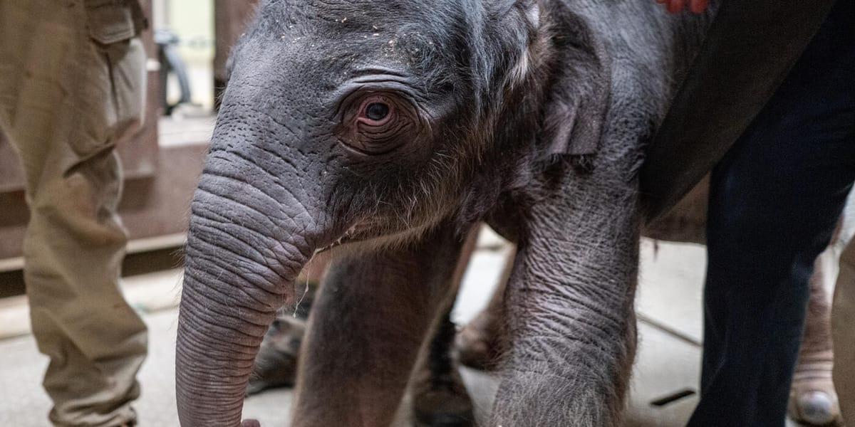 New Baby Elephant Brings Big Joy to Smithsonian Zoo