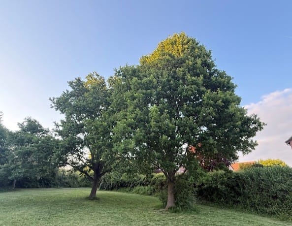 Heal Rewilding Receives Garfield Weston Foundation Grant to Boost Nature and Communities