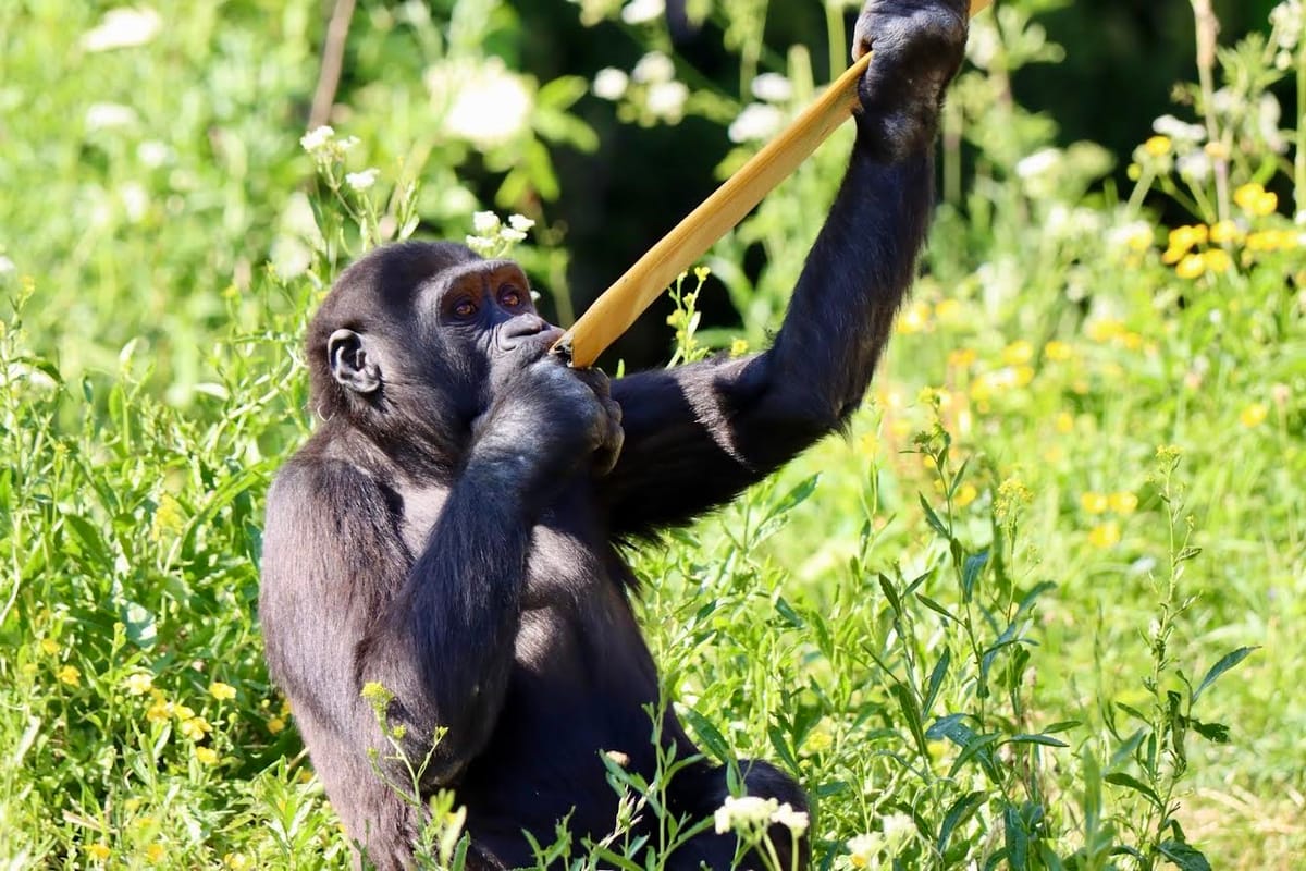 Bringing the Forest to Bristol: New Gorilla Habitat with a Mission From April 2026