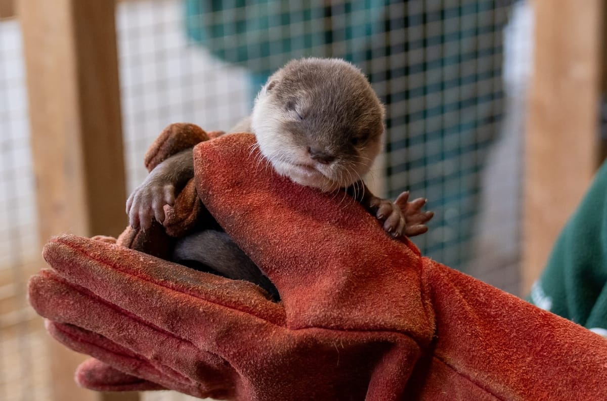 Why Woburn’s New Otter Pups are Stealing Hearts and Why Their Story Matters