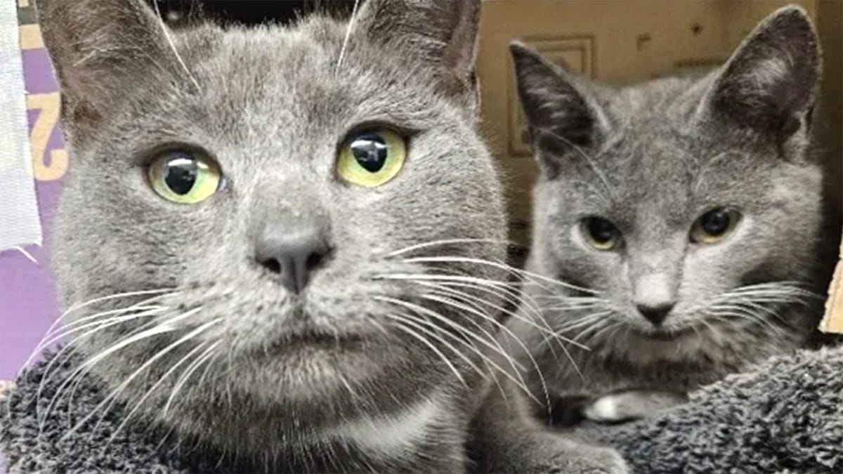 Celia Hammond Animal Trust Announces Lewisham Open Day for New Rescue Centre Project