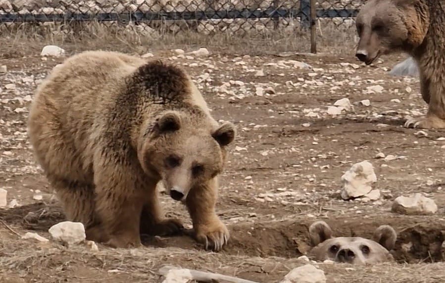 Rescued Bear Family Celebrates First Natural Hibernation After Dramatic Rescue
