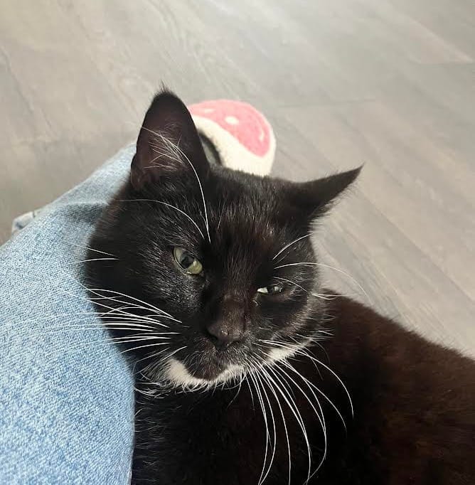 From Rescue to Royalty: Cat ‘Diva’ Finds Purr-fect Home Helping Children Heal