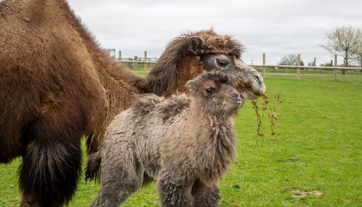 Adorable Camel Calf Born at Whipsnade Zoo as Herd Grows