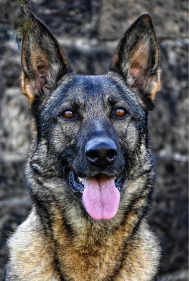 Retired Police Dog Gets Back on Her Paws with Charity Help
