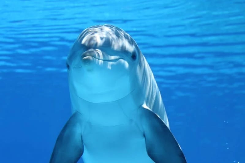 It’s good to be back! Smiles all around as dolphins return